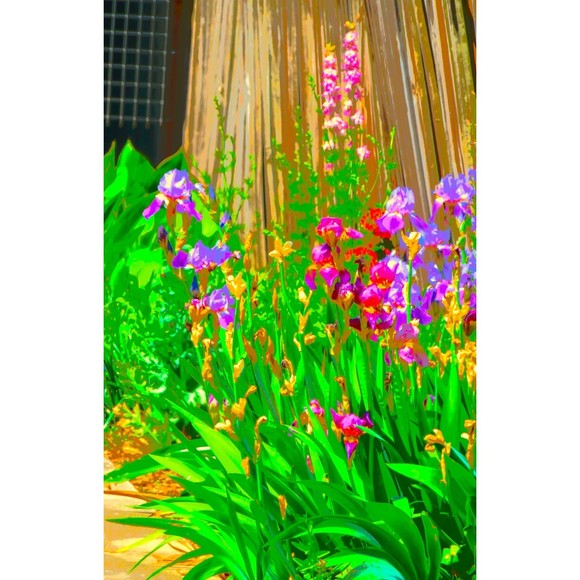 Four 8 by 10 Prints of My Iris Series of digitally enhance Photographs Signed - Picture 3 of 4